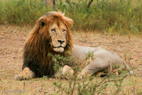 africa africa